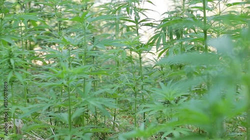 Wild cannabis plants growing naturally in a remote Uttarakhand village field. The scene reflects rural poverty, traditional farming surroundings, natural vegetation, and mountain village life in India