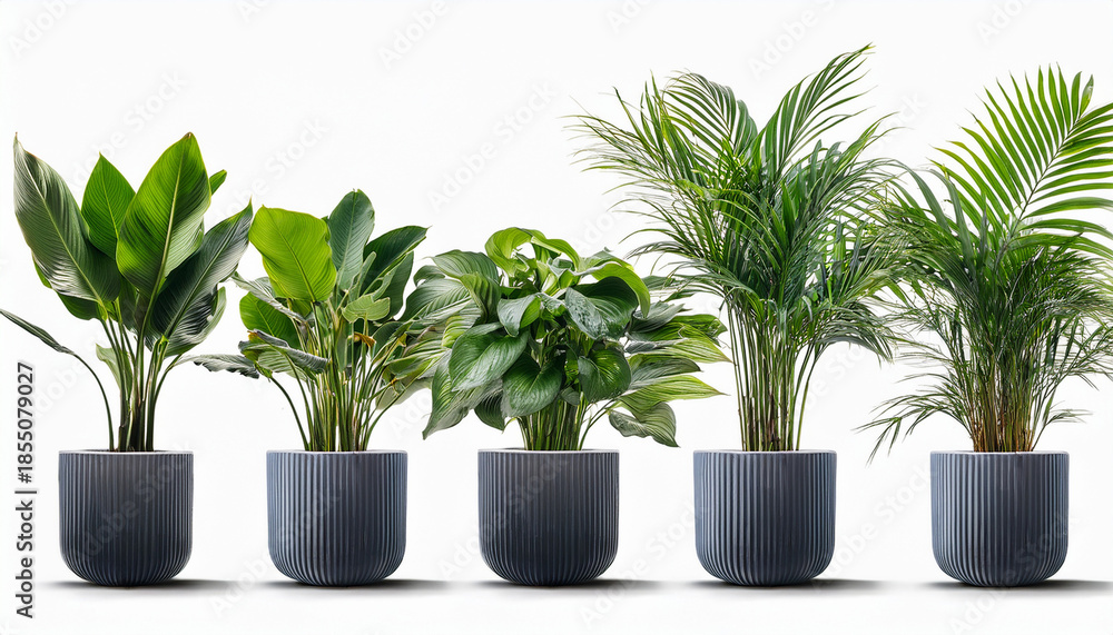 Obraz premium Six Potted Green Plants In Modern Planters Isolated On Transparent Background
