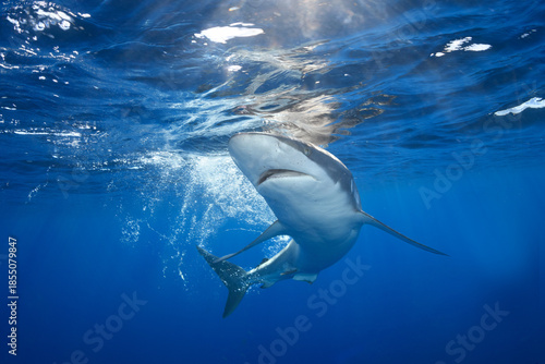 Silky Shark with Sunrays