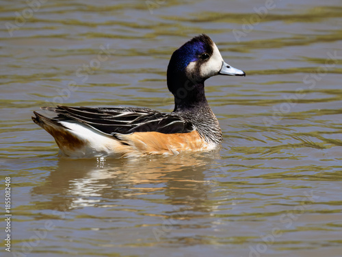 Chiloe Wigeon Drifting on Serene Water Surface