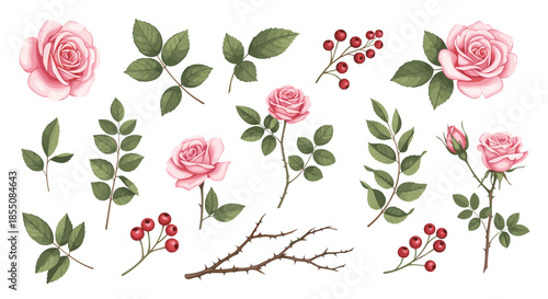 Set of individual pink roses, green leaves, red berries, and a thorny branch is isolated on a white background.