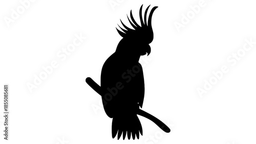 Silhouette of a cockatoo perched on a branch against a white background.