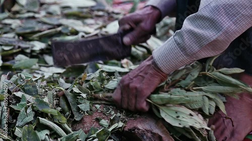 A village person cuts green grass for animals in Uttarakhand, India. The scene shows poverty, daily rural work, livestock care, and traditional mountain village lifestyle.