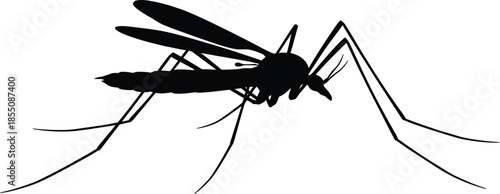Crane Fly Silhouette Vector Illustration on White Background