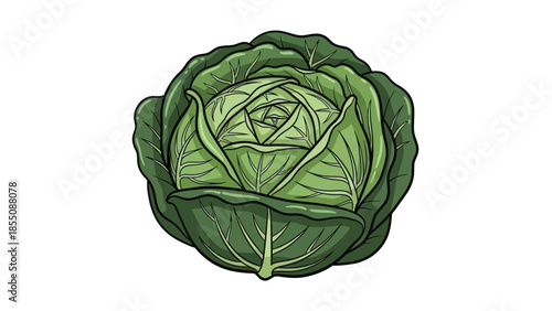 Fresh Green Cabbage Vegetable Isolated on White Background