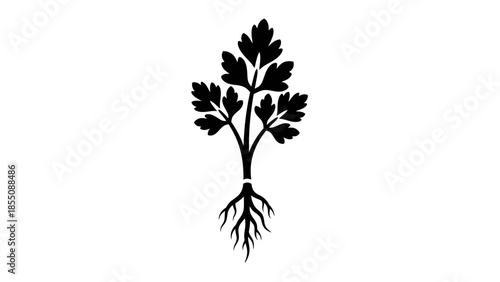 Black Silhouette of Parsley Plant with Roots on White Background