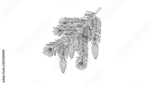 Detailed black and white illustration of pine tree branch with pinecones on white background, showcasing natural botanical elements