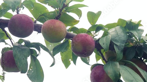 Ripe Red Plums Growing on Tree Branch with Green Leaves