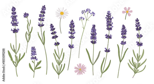 Comprehensive botanical set of lavender sprigs and various small wildflowers like daisies and cosmos on a clean white background for design.