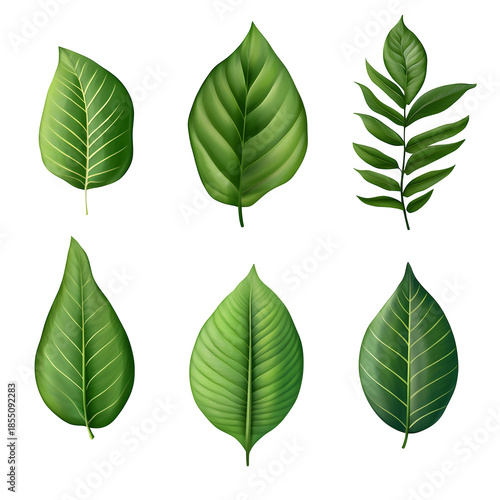 Green Leaf Collection with Diverse Shapes and Veins