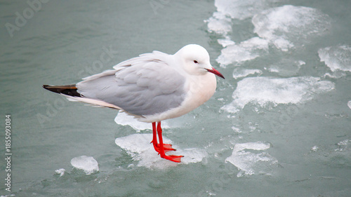 seagull on a rock