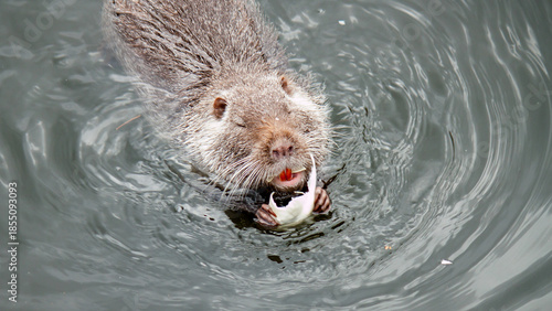 otter in the water