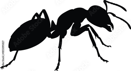 Carpenter Ant Silhouette Vector Illustration on White Background