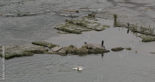A collection of numerous aquatic birds, grey herons (Ardea cinerea) and great cormorants (Phalacrocorax carbo) perched on rocks along the Rhine, attracted by its fish-rich waters