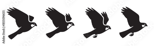 Four black falcon silhouettes illustrate the powerful and dynamic motion of a bird of prey in various stages of flight, capturing its grace and predatory nature.