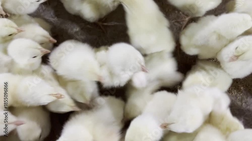 A lively scene of fuzzy baby chicks grouped together on a farm.