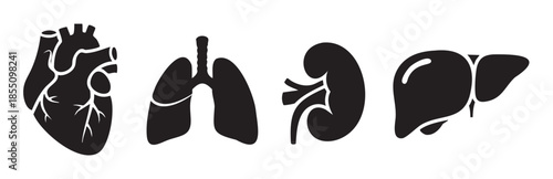 Human internal organs vector illustration set showing vital anatomy, including heart, lungs, kidneys, and liver, for medical and health concepts.