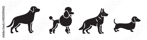 Four different dog breeds standing in a row, showcasing various popular canine companions with distinct silhouettes and characteristics.