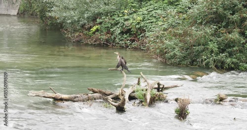 A great cormorant (Phalacrocorax carbo) perched with wings spread wide on a tree trunk in the middle of the old Rhine in Germany, drying its plumage
