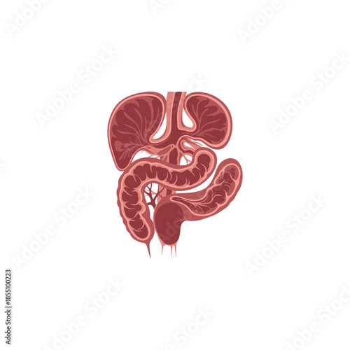 Detailed Illustration of Human Intestines Anatomy