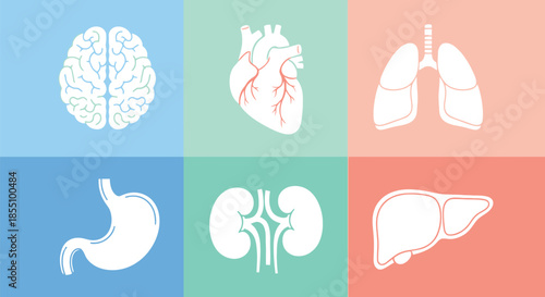 Illustration of human organs including brain, heart, lungs, stomach, kidneys, and liver on a colorful grid background