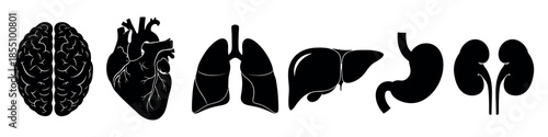 Human Organs Silhouette Illustrations Featuring Brain, Heart, Lungs, Liver, Stomach, and Kidneys