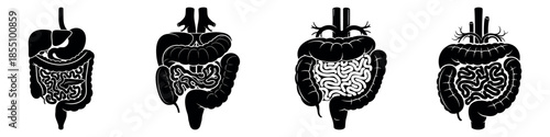 A detailed illustration of the human stomach's digestive process shown through four stages