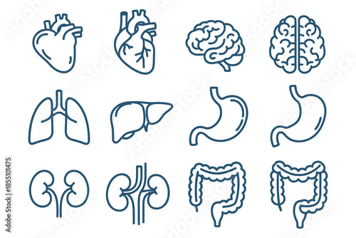 Human organs illustration showcasing various body parts including heart, brain, and digestive system in a detailed outline style.