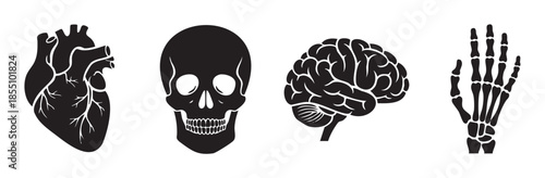 Human anatomy icons including heart, skull, brain, and hand skeleton are depicted as minimalist black silhouettes, perfect for medical or educational design projects.