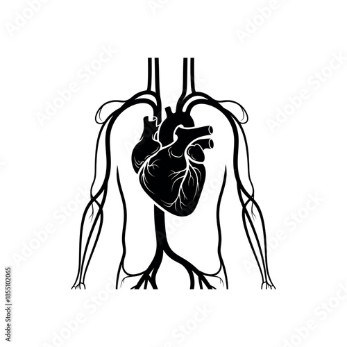 Detailed Illustration of Human Circulatory System Focusing on Heart and Major Blood Vessels