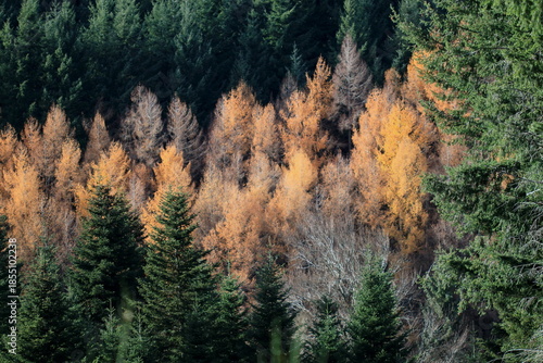 Foret de conifères, sapins et mélèzes