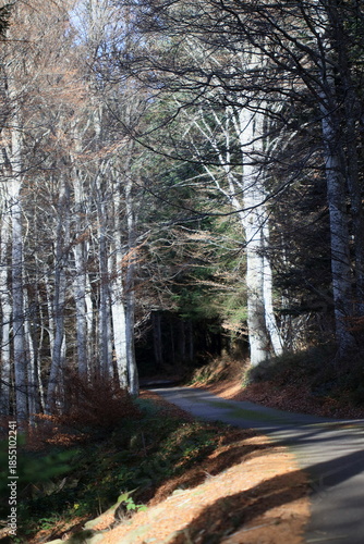 Route forestière
