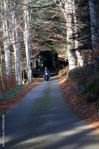 Motards sur une route forestière