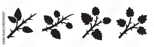Four distinct botanical plant silhouettes featuring thorny branches, leaves, and small berries are presented as versatile vector graphics for various design projects.