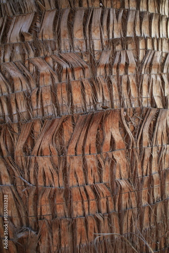 Détail tronc de palmier