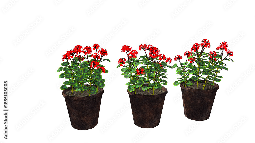 Fototapeta premium 植木鉢に植えた赤い花が並んでいる、白背景のイラスト