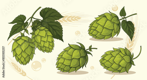 Vintage style illustrations of green hops and wheat ears represent the natural ingredients used in brewing traditional beer and agricultural crops.