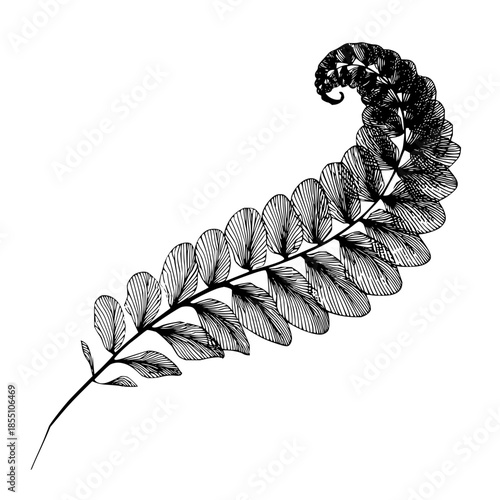 Detailed line drawing of a fern frond with curled tip and textured leaves isolated on a white background