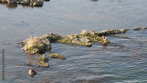 Alopochen aegyptiaca | A pair of Egyptian geese using their beaks to preen and clean their reddish-brown feathers on rocks in middle of  the Rhine between Switzerland and Germany