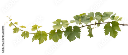 Light green grapevine leaves on a stem plant isolated on a transparent background