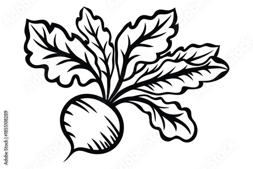 Radish Bulb Outlined with Curly Leaves on White Background