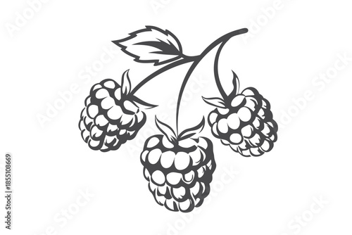 Raspberry Branch with Three Berries and Leaf on White Background, Isolated