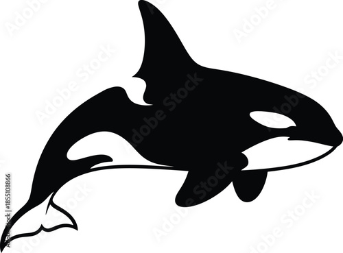 Black and white orca silhouette isolated on transparent background, Vector, illustration