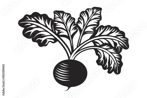 Silhouette beet shows a round root and frilly leaves isolated against white