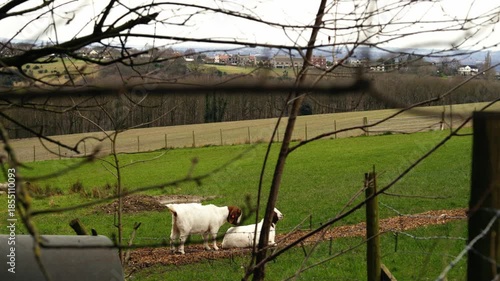 Two goats playing in farmland field