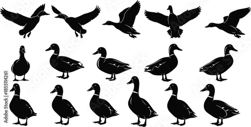 PrintCollection of wild duck silhouettes featuring mallards in various poses including flying, standing, and swimming for nature wildlife design projects (20 words)