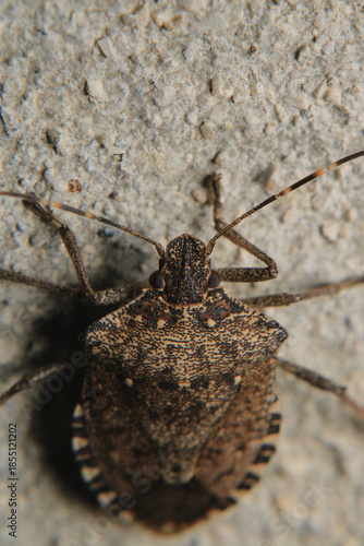 Halyomorpha Halys insect macro photo	
