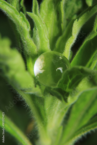 Macro photograph of a white water ball among the grass.