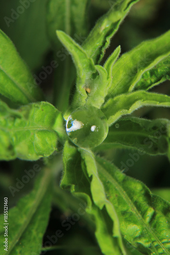 Macro photograph of a white water ball among the grass.