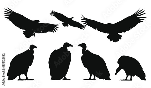 Vulture birds silhouette vector illustration set collection isolated on white background flying and standing scavenger birds